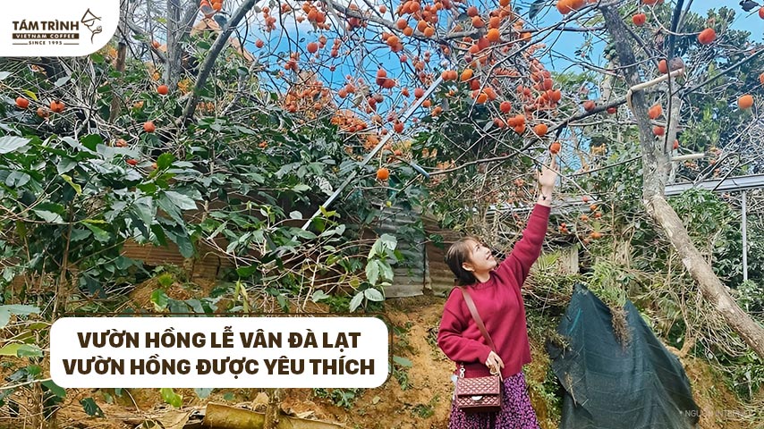 Vườn Hồng Lễ Vân Đà Lạt - Địa điểm vườn hồng được yêu thích