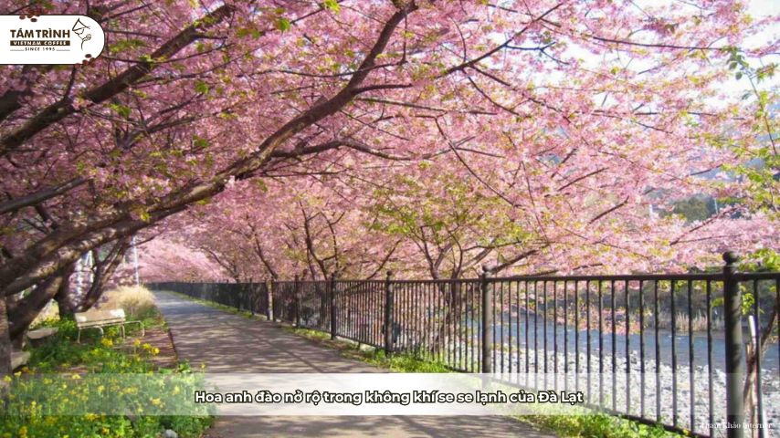 Hoa anh đào nở rộ trong không khí se se lạnh của Đà Lạt