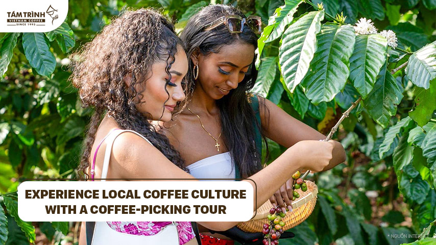 Experience local coffee culture with a coffee-picking tour at Tám Trình Coffee - Gia Lâm Hamlet, Lâm Hà District, and become a true farmer.