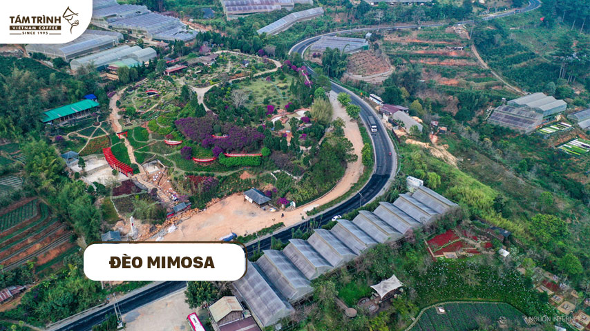 Đèo Mimosa được biết đến như thủ phủ của loài hoa mimosa