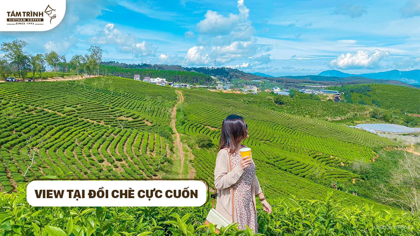View tại đồi Chè cực cuốn