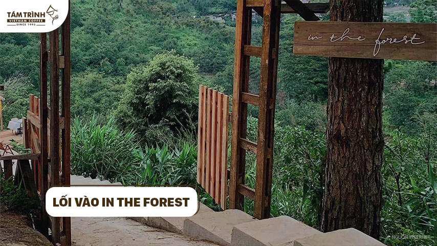 Lối vào In The Forest