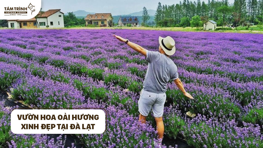 Lạc lối trong vườn hoa oải hương xinh đẹp tại Đà Lạt