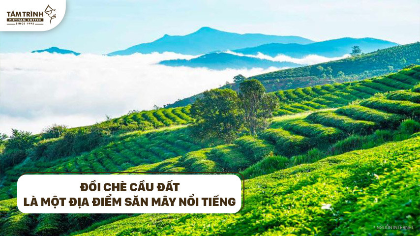 Đồi chè Cầu Đất còn là một địa điểm săn mây nổi tiếng ở Đà Lạt