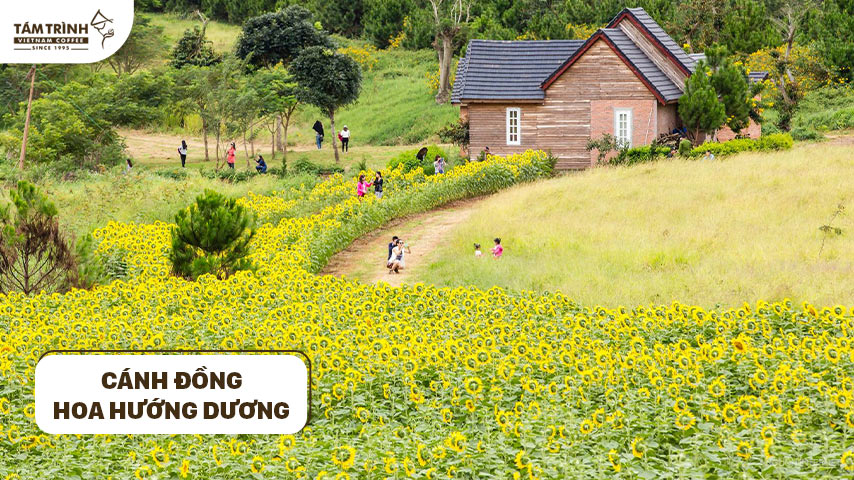 Cánh đồng hoa hướng dương rộng lớn