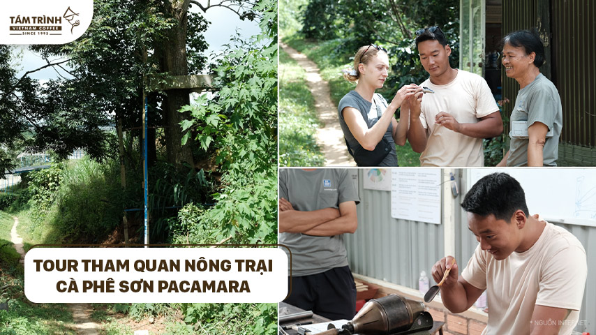 Nông Trại Cà Phê Sơn Pacamara