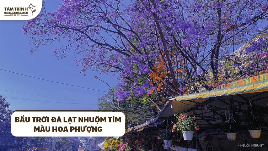 Bầu trời Đà Lạt nhuộm tím màu hoa phượng