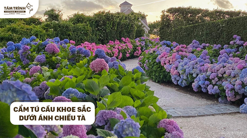 Cẩm tú cầu khoe sắc dưới ánh chiều tà