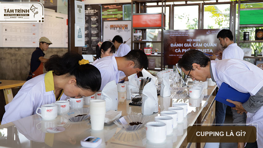 Bạn biết gì về Cupping?