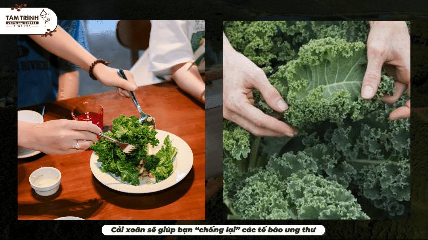 Cải xoăn sẽ giúp bạn “chống lại” các tế bào ung thư
