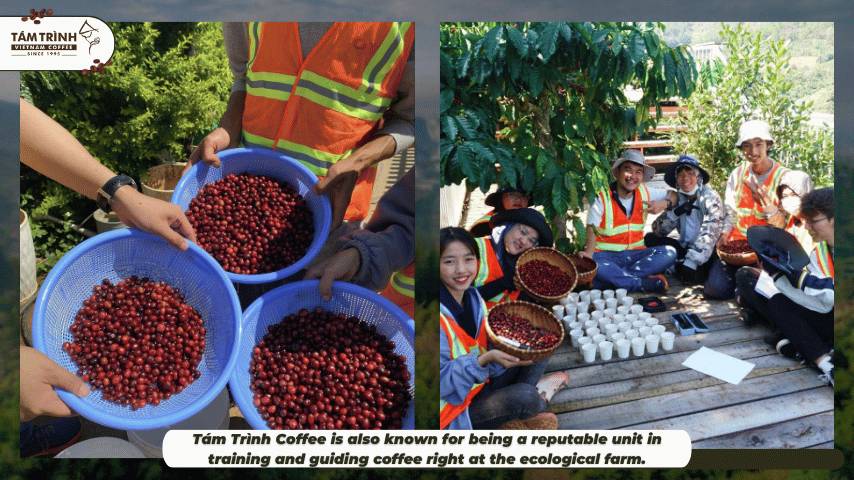 Tám Trình Coffee is also known for being a reputable unit in training and guiding coffee right at the ecological farm.