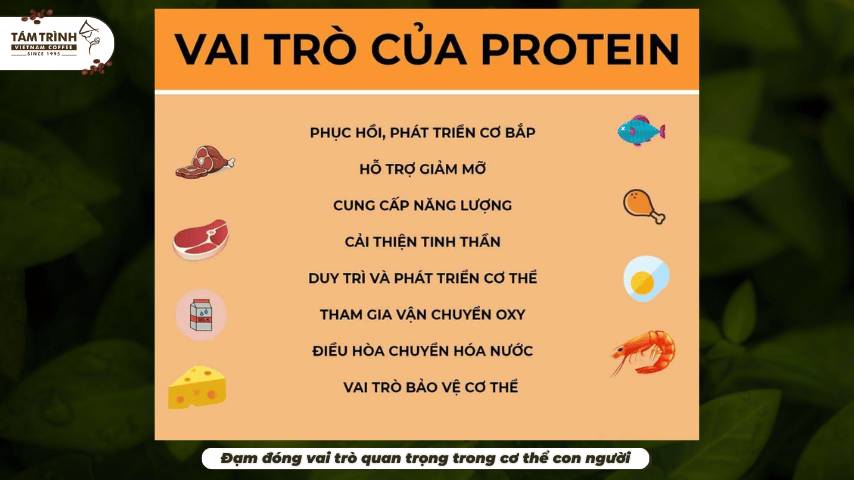 Đạm đóng vai trò quan trọng trong cơ thể con người