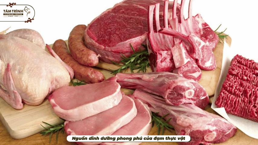 Nguồn dinh dưỡng phong phú của đạm thực vật