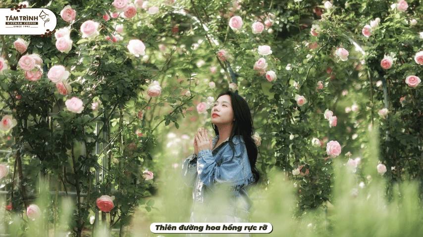 Thiên đường hoa hồng rực rỡ