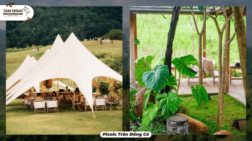 Picnic Trên Đồng Cỏ
