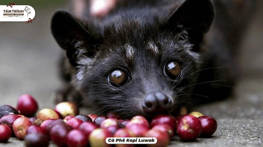 &nbsp;Cà Phê Kopi Luwak