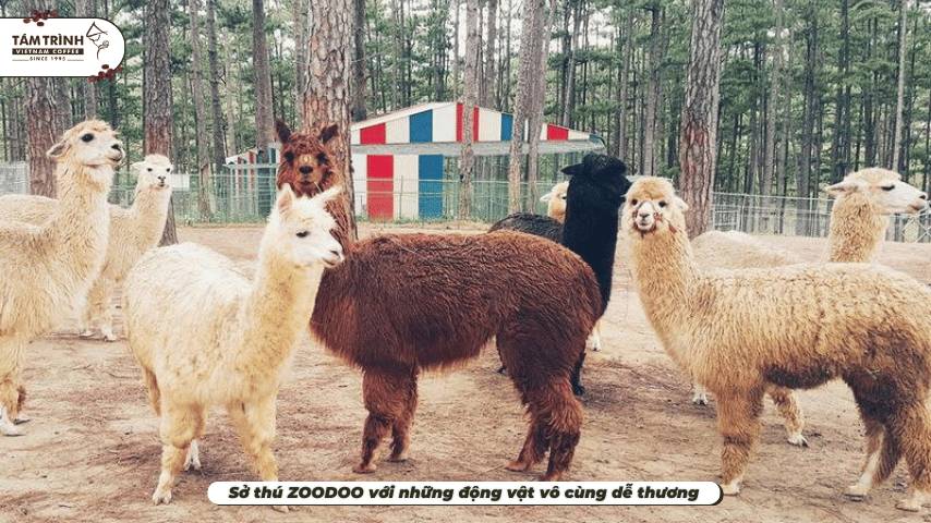 Sở thú ZOODOO với những động vật vô cùng dễ thương