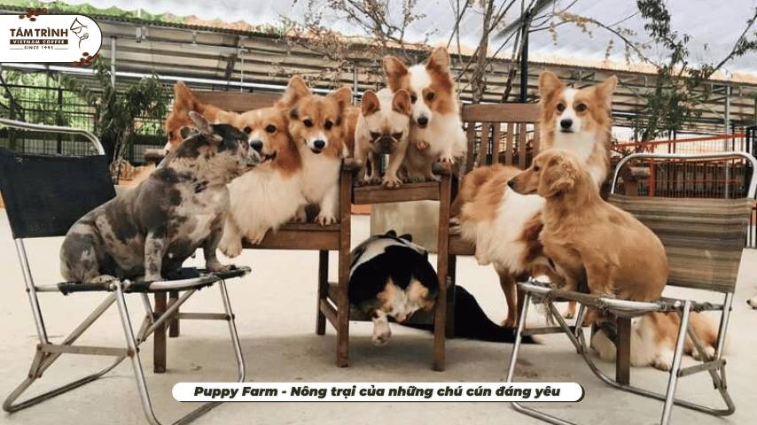 Puppy Farm - Nông trại của những chú cún đáng yêu