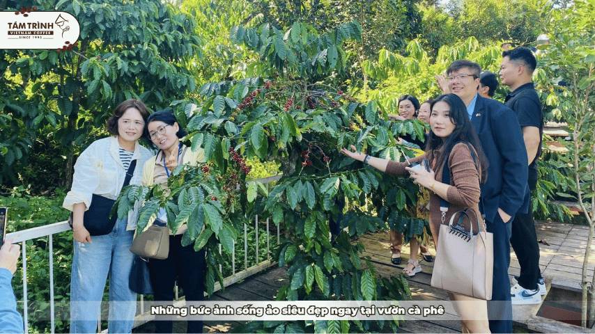 Những bức ảnh sống ảo siêu đẹp ngay tại vườn cà phê&nbsp;
