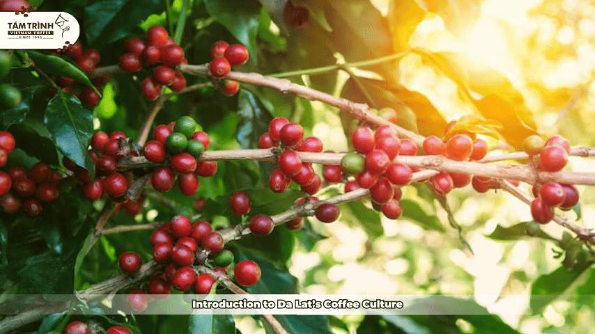 Introduction to Da Lat’s Coffee Culture