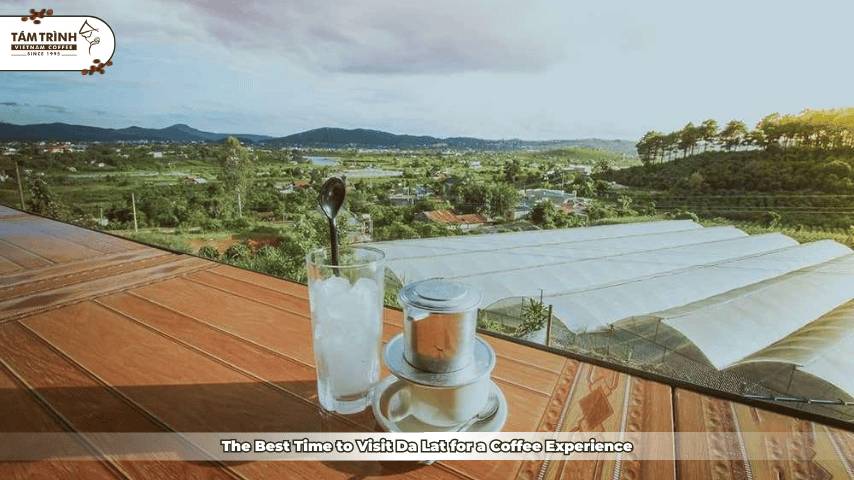 The Best Time to Visit Da Lat for a Coffee Experience