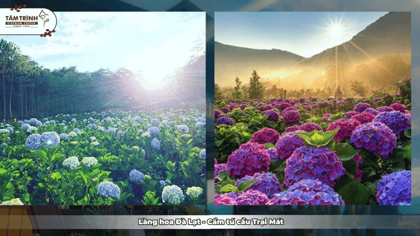 Làng hoa Đà Lạt - Cẩm tú cầu Trại Mát