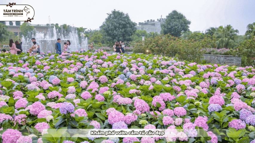 Khám phá vườn cẩm tú cầu đẹp