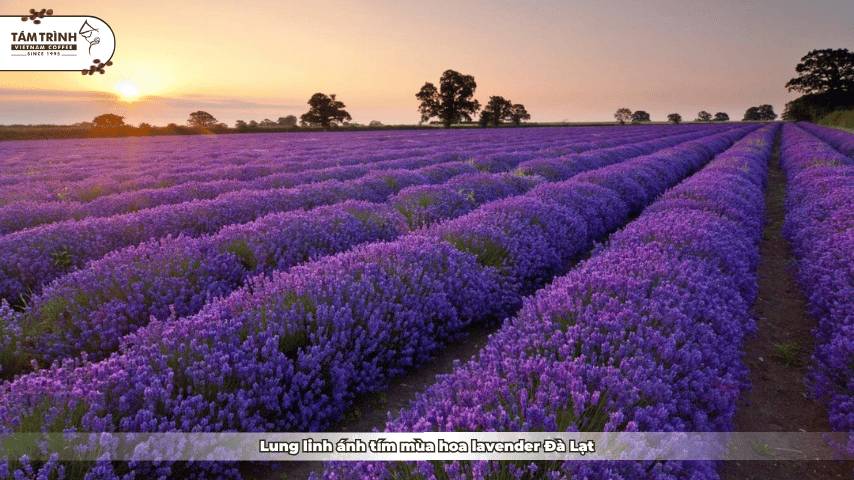 Lung linh ánh tím mùa hoa lavender Đà Lạt