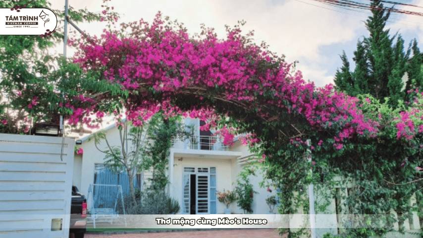 Thơ mộng cùng Mèo’s House