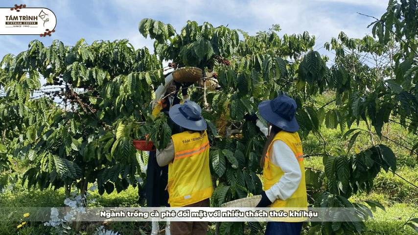 Ngành trồng cà phê đối mặt với nhiều thách thức khí hậu