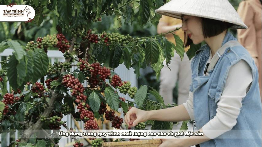 Ứng dụng trong quy trình chất lượng cao cho cà phê đặc sản&nbsp;