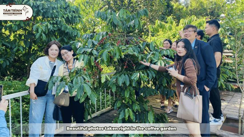 Beautiful photos taken right in the coffee garden&nbsp;&nbsp;
