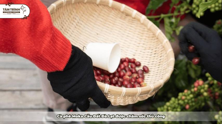 Cà phê Moka Cầu Đất Đà Lạt được chăm sóc thủ công