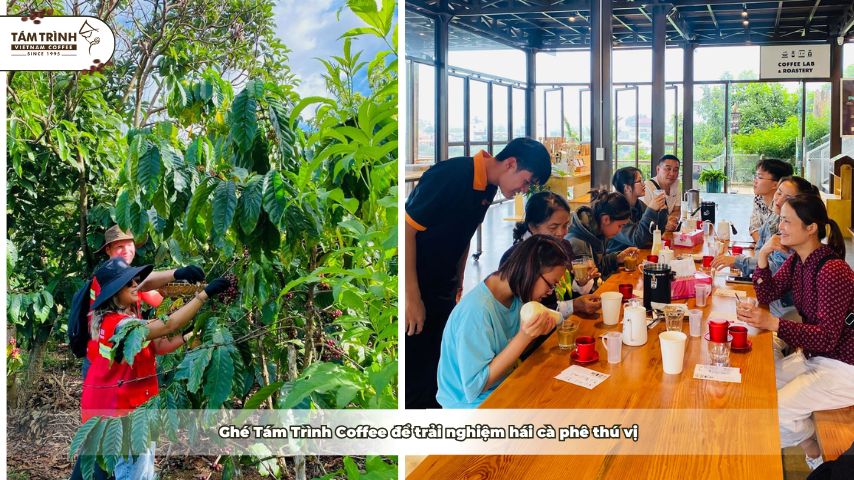 Ghé Tám Trình Coffee để trải nghiệm hái cà phê thú vị