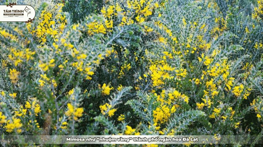 Mimosa như “nhuộm vàng” thành phố ngàn hoa Đà Lạt
