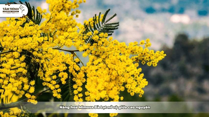 Nàng hoa Mimosa Đà Lạt nở rộ giữa cao nguyên&nbsp;