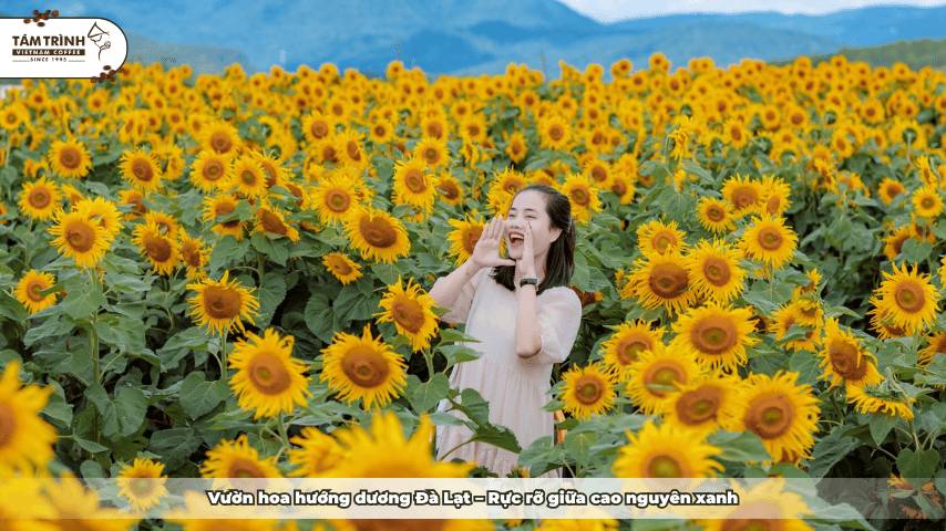 Vườn hoa hướng dương Đà Lạt – rực rỡ giữa cao nguyên xanh
