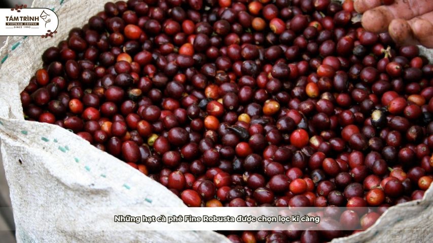Những hạt cà phê Fine Robusta được chọn lọc kĩ càng
