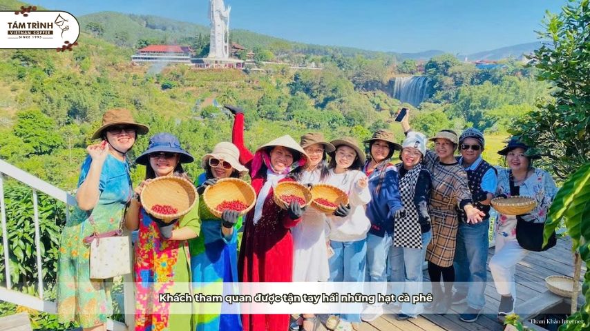 Khách tham quan được tận tay hái những hạt cà phê