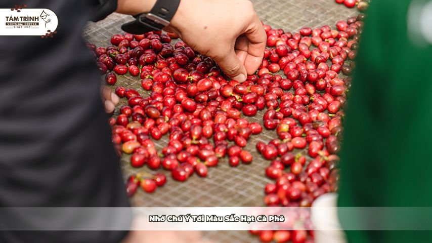 Hãy nhớ chú ý tới màu sắc của hạt cà phê