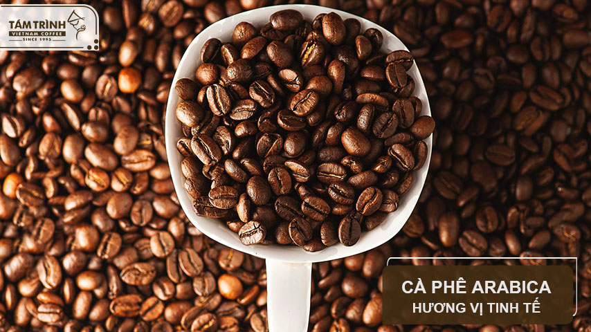 Cà phê Arabica được mệnh danh là nữ hoàng của thế giới cà phê