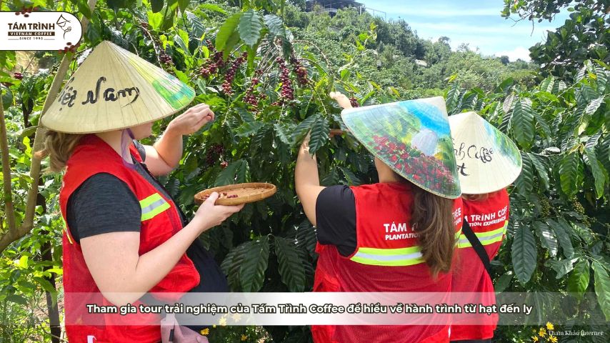 Tham gia tour trải nghiệm của Tám Trình Coffee để hiểu về hành trình từ hạt đến ly
