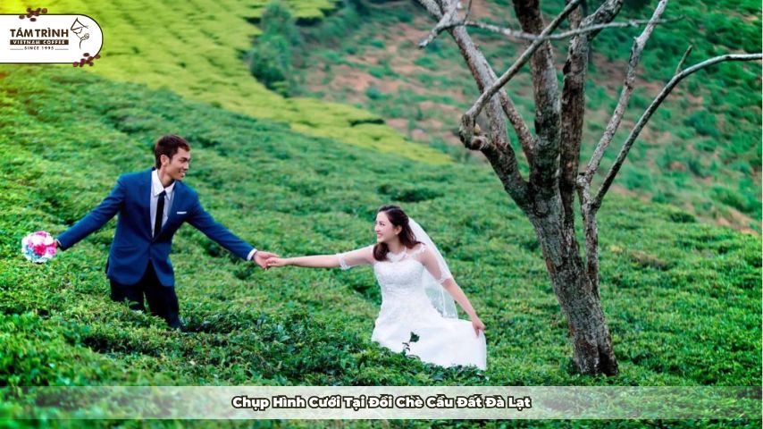 Đồi chè trải dài xanh mướt như bức tranh thiên nhiên tuyệt đẹp