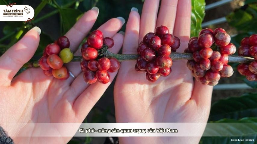 Cà phê - nông sản quan trọng của Việt Nam