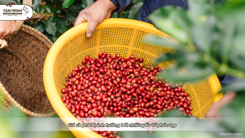 Giá cà phê bị ảnh hưởng bởi nhiều yếu tố phức tạp