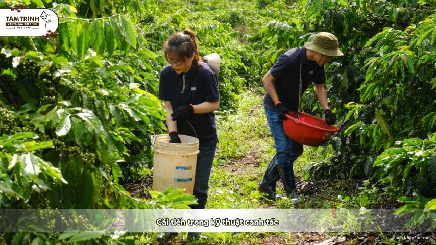 Cải tiến trong kỹ thuật canh tác