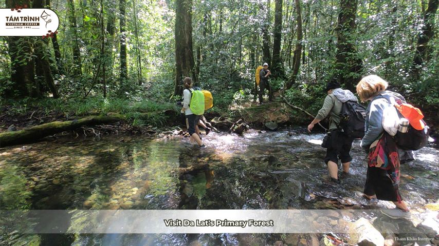 Visit Da Lat's Primary Forest