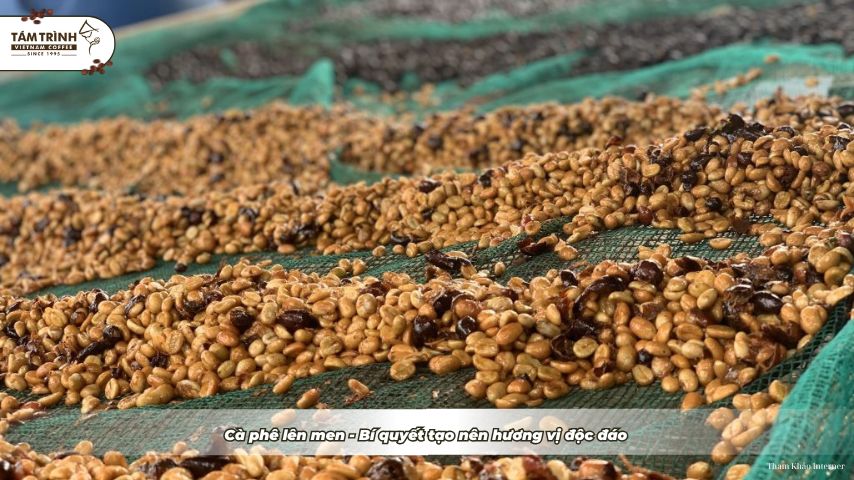 Cà phê lên men -&nbsp; Bí quyết tạo nên hương vị độc đáo