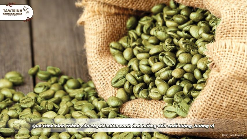 Quá trình hình thành của cà phê nhân xanh ảnh hưởng đến chất lượng, hương vị