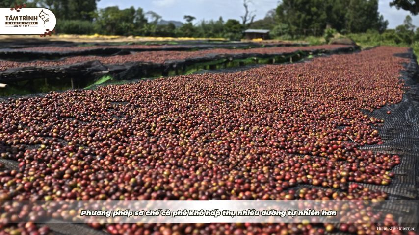 Phương pháp sơ chế cà phê khô hấp thụ nhiều đường tự nhiên hơn